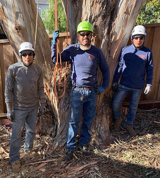 Valero Brothers Tree Care crew — family-owned tree service team Bay Area